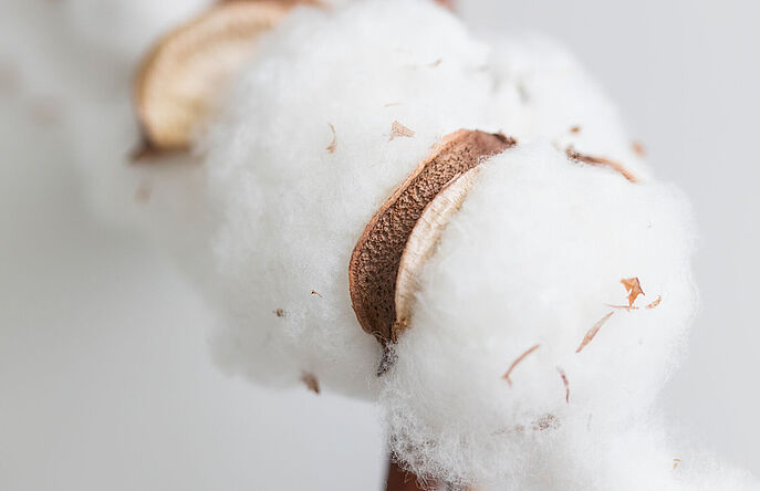 Organically Grown Cotton with No GMOs Close up of cotton bolls