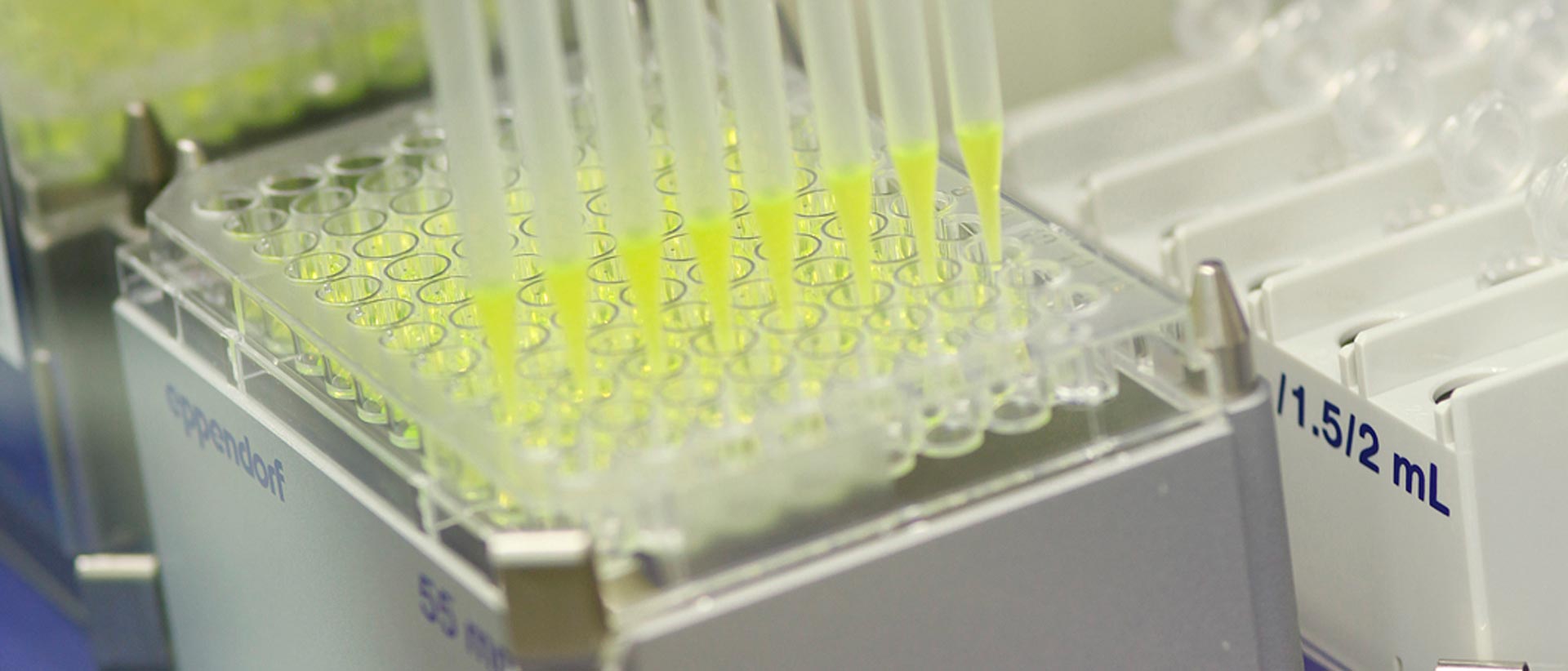 Cell culture samples in a testing lab