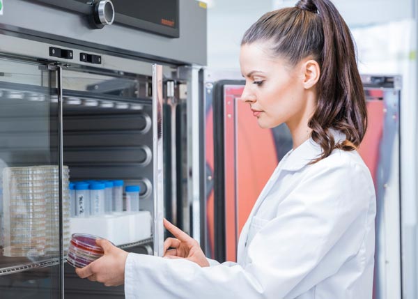 Microbiological Testing for Surgical Textile Safety Lab technician examining cell culture samples in a sterile biosafety cabinet